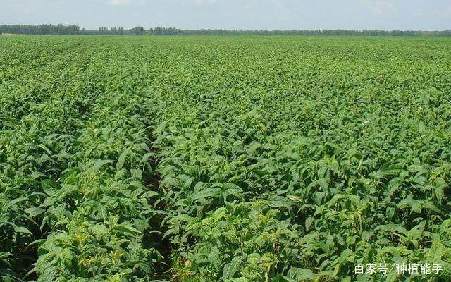 大豆油料产能提升工程扎实推进 国产大豆供给能力稳步增强